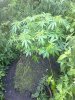 grow-space-albums-ww-mother-plant-outdoors-todays-pics-updates-picture70265-its-niiice-i-like.jpg