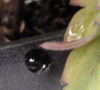 3 - resin running down leaf and onto rim of the pot.png