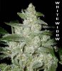 white-widow-cannabis-seeds.jpg