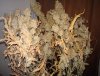 GoldMine Plant Dried.jpg