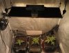 3 - Mango Sapphire seeds (vegging in 12ltr pots) in main tent.jpg