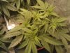 6 - MS  from older grow mother clone.jpg