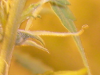 Fpreflower1.png