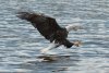 17 Aug eagle at water 2-3.jpg
