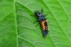 lady bug larvae.jpg