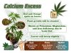calcium-excess-in-a-cannabis-plant.jpg