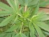 Marijuana plant 04.jpg