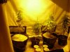 babygreeen-albums-first-grow-ever-100-noob-absolute-beginner-some-soil-based-plants-i-re-planted.jpg