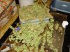 big pile of weed.jpg