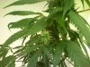 Plant 1 - Top Bud Closeup.jpg
