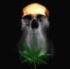 Marijuana_Skull.jpg