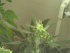 Plant 3 - Very Top Bud.jpg
