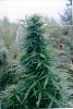Big Bud - Picture - Weed - Hemp - Pot - Herb - Shibby - YaYo - Marijuana +.jpg