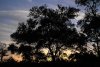 sunset oak.jpg