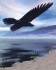 Raven Over Shore.jpg