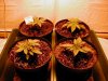 marijuana-plant-seedlings.jpg