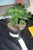 Blue Cheese 6 wks old from seed (4).jpg