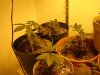 day28from seed.jpg