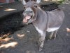 donkey-2-500x375.jpg