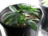 Day 23 Kandy Kush Too much wind or deficiency.jpg