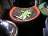 second best plant (lst) - day 23.jpg