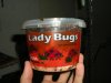 lady bugs 002.jpg