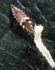 lacewing-larva.jpg
