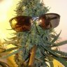 medicalcannabisnews