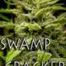 swampcracker