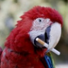 A-Smoking-Parrot