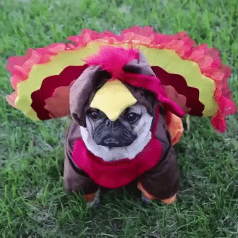 Thanksgiving happy thanksgiving GIF on GIFER - by Budred
