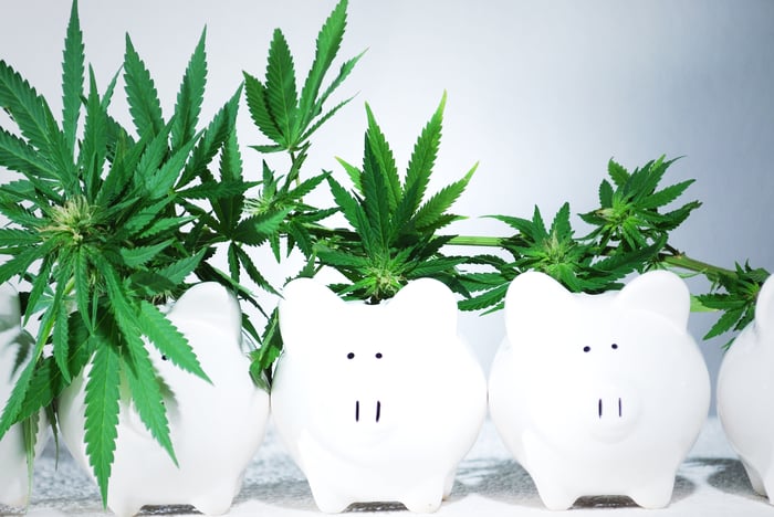 Four white piggy banks with progressively smaller cannabis plants growing out of them.