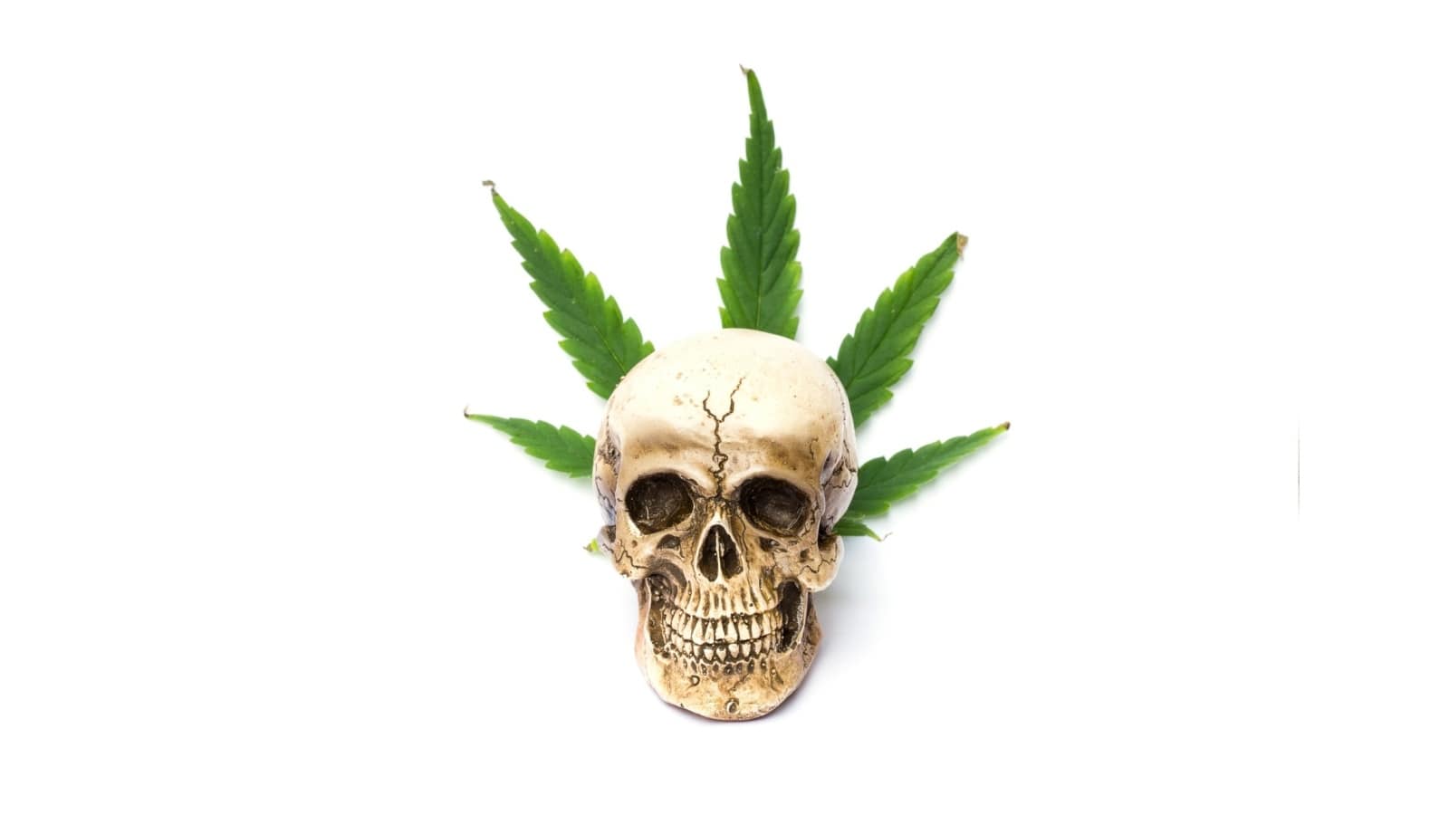 www.cannabisplace.com.au