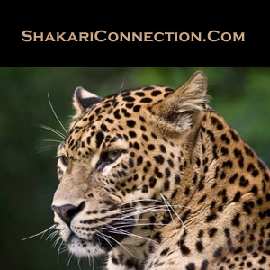 www.shakariconnection.com