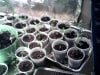 pepper plants 004.jpg