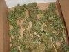 VegRoom 003.jpg