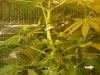 grow pics update 3-1-2011 033.jpg