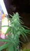 IMAG0020.jpg
