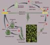 bryophyte-life-cycle-stages.jpeg