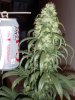2-27 Super Skunk #2 with pop can.jpg