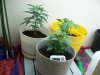 grow closet 008.jpg