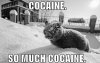 cocaine-cat-snow-much-eyes-1291859099d.jpg