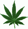 marijuana_leaf.gif