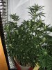 Super Lemon Haze day 29.jpg