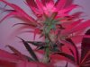 DSCN3171.JPG