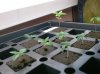 Seedlings 005.jpg