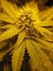 New Grow Room Pics 021.jpg