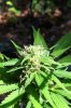 Marijuana 4 Weeks Budding.jpg