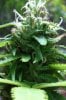 Cannabis Plant 92411.jpg