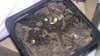 Seedling.jpg